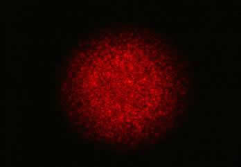 光ファイバ出射光のスペックルパターン